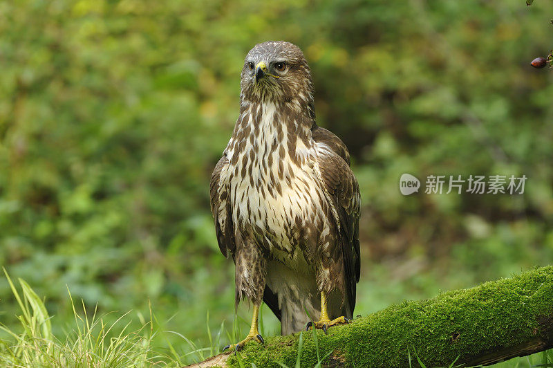 秃鹰(Buteo Buteo)